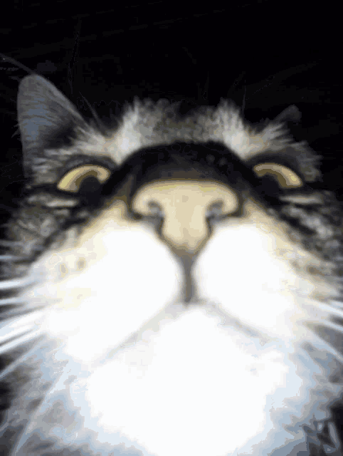 404 Cat