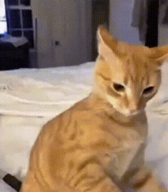 404 Cat