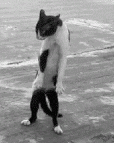 404 Cat