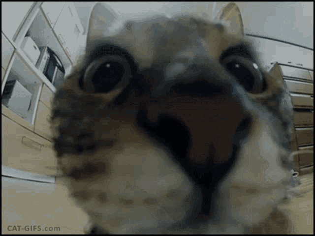 404 Cat