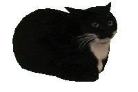 404 Cat
