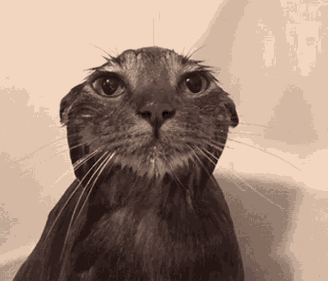 404 Cat