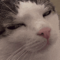 404 Cat