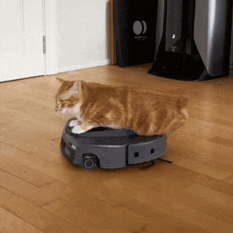 404 Cat