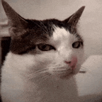 404 Cat