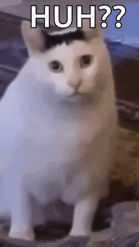 404 Cat