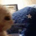 404 Cat