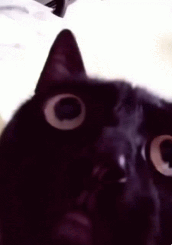 404 Cat