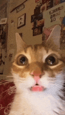 404 Cat