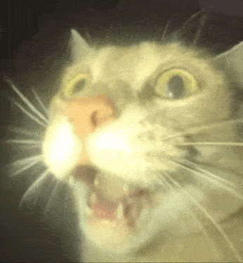 404 Cat