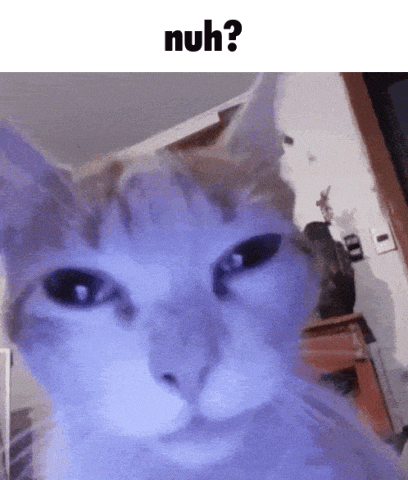 404 Cat