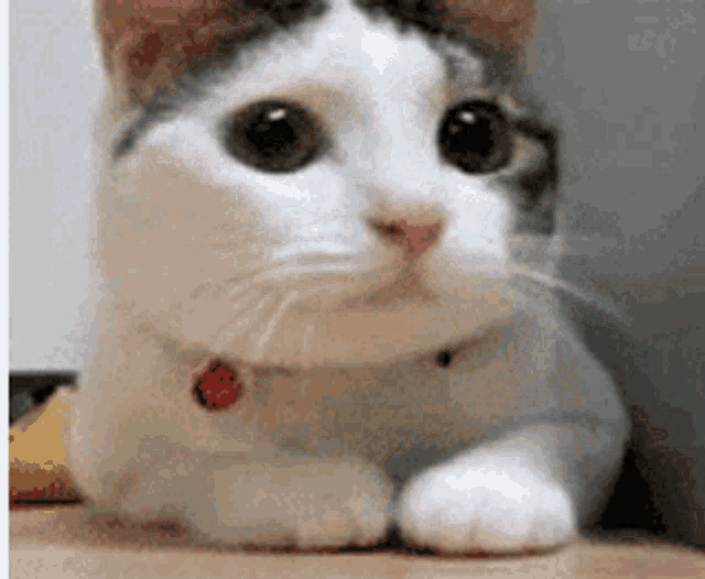 404 Cat