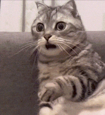 404 Cat