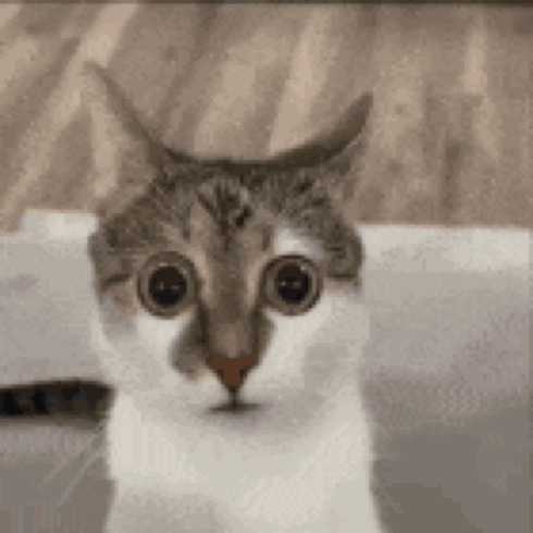 404 Cat