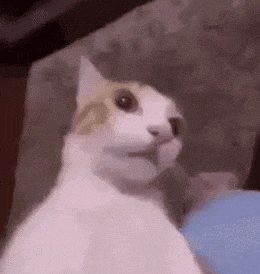 404 Cat