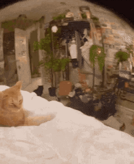 404 Cat