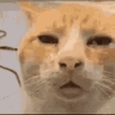 404 Cat